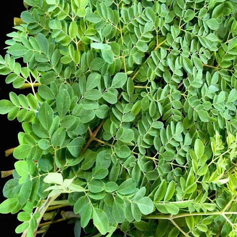 Drumstick Leaves | Earth Essence