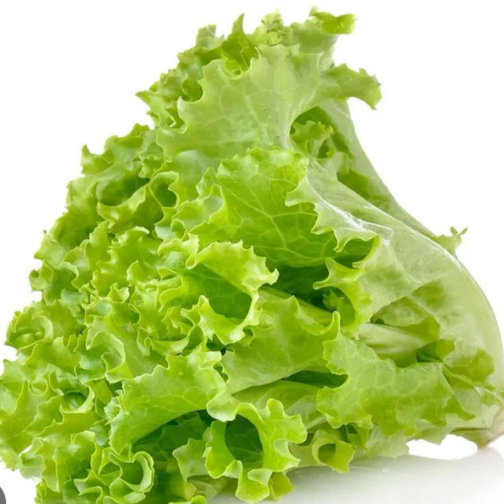 Green Lettuce | Earth Essence