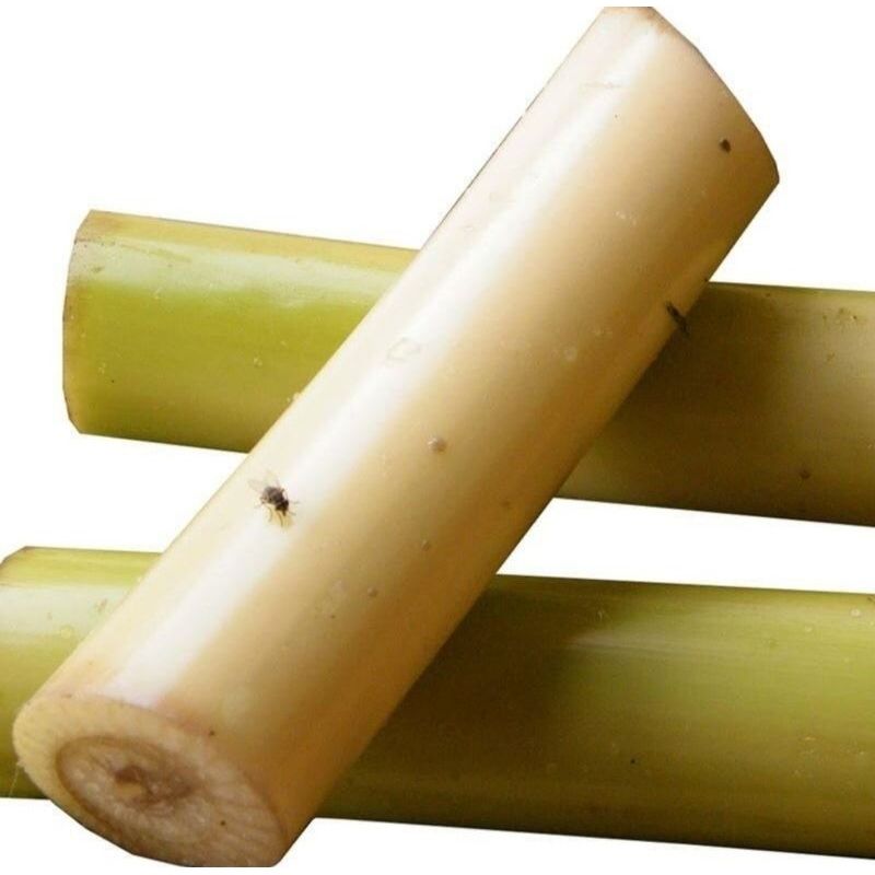 Banana Stem | Earth Essence