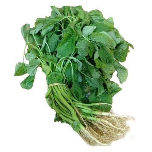 Green Amaranthus | Earth Essence