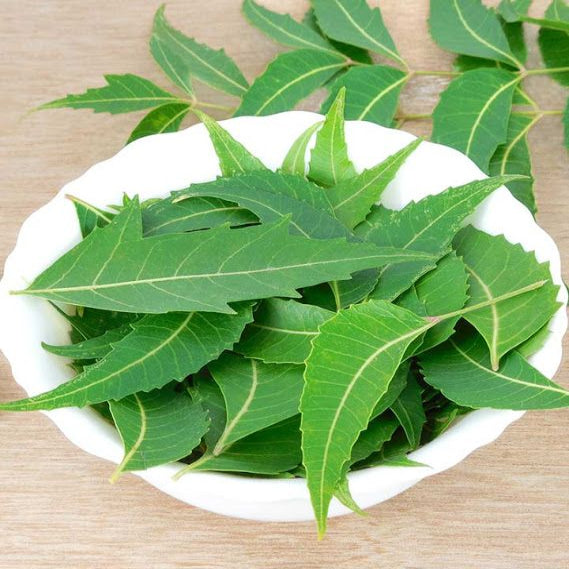 Neem Leaves | Earth Essence