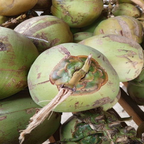 Coconut | Earth Essence