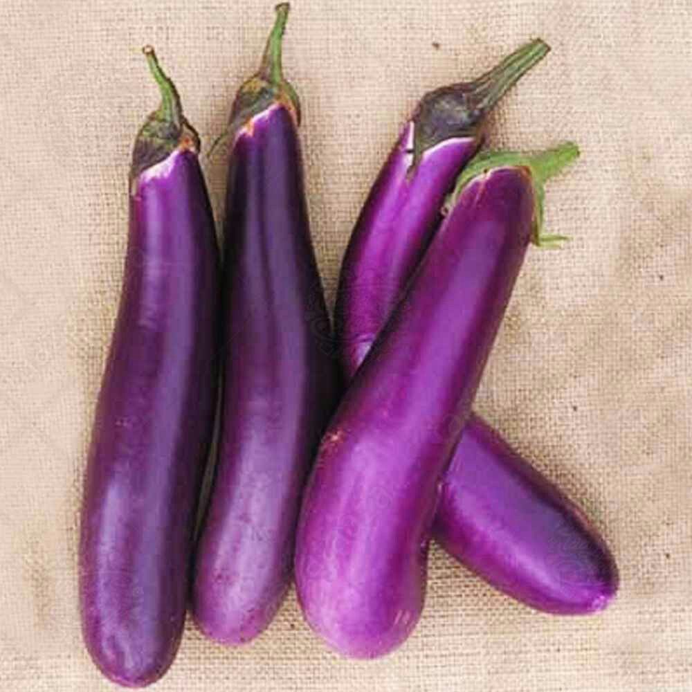 Brinjal Purple Long | Earth Essence