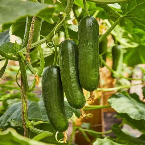 Cucumber French | Earth Essence