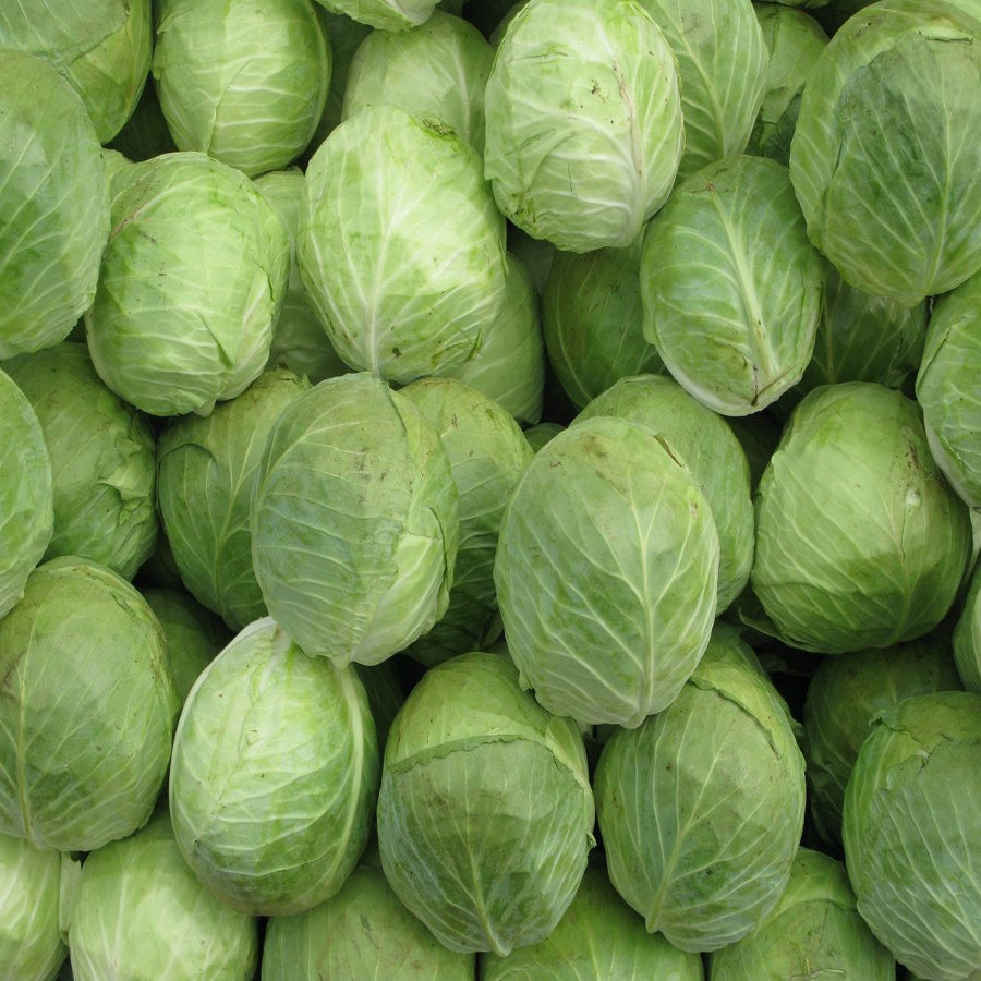 Cabbage | Earth Essence