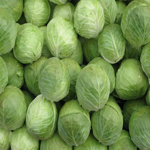 Cabbage | Earth Essence