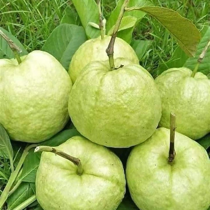 Thai Guava | Earth Essence